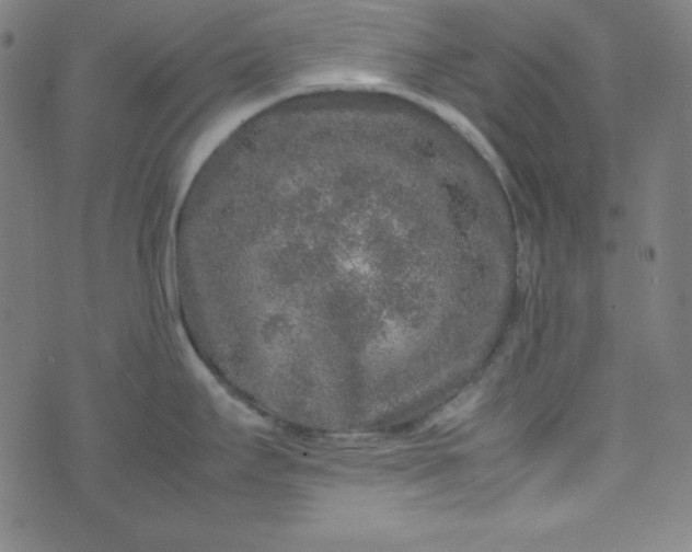 X0000070411295200606231819