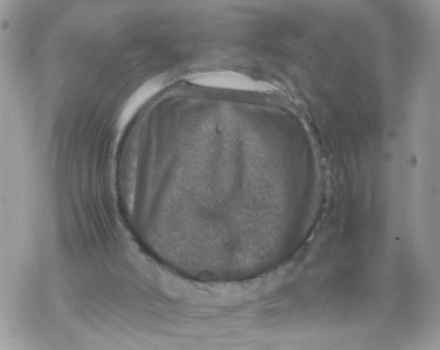 X0000070410006200606302048