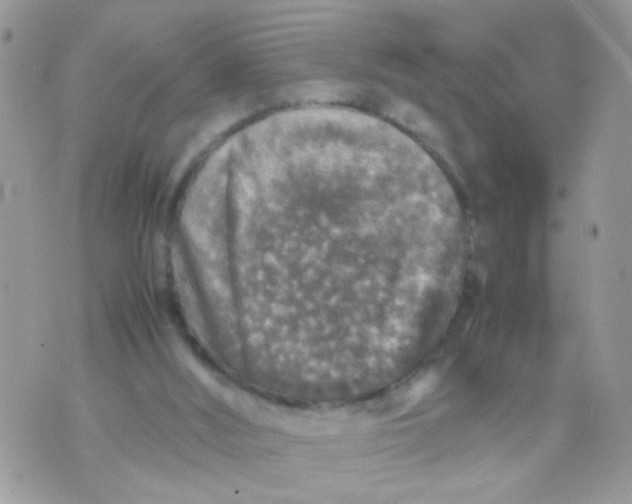 X0000070410012200606302048