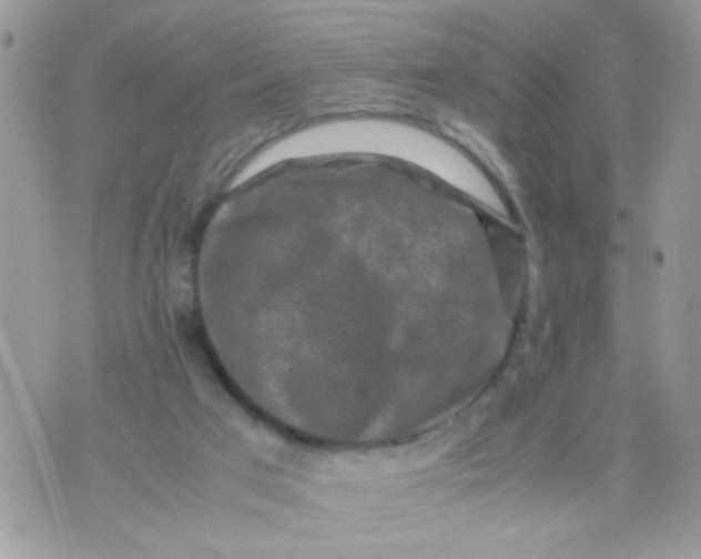 X0000070410017200606302047