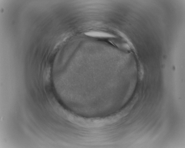 X0000070410018200606302047