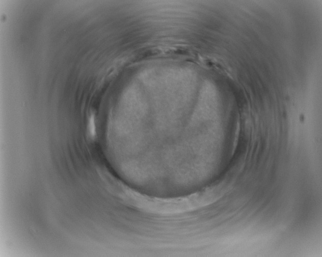 X0000070410042200606302047