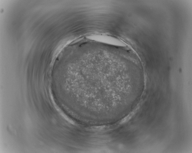 X0000070410049200606302046