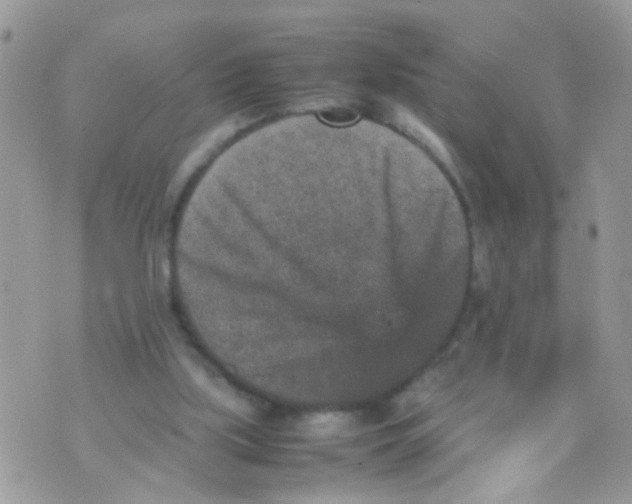 X0000070410059200606302046