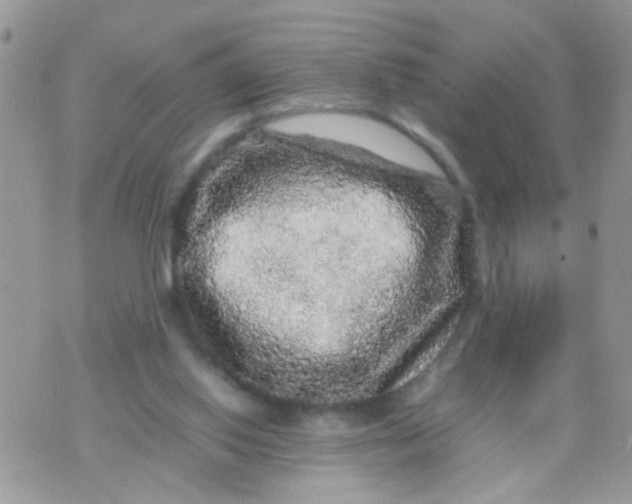 X0000070410062200606302046