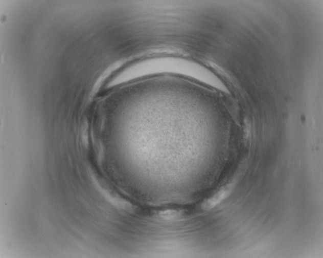 X0000070410064200606302046