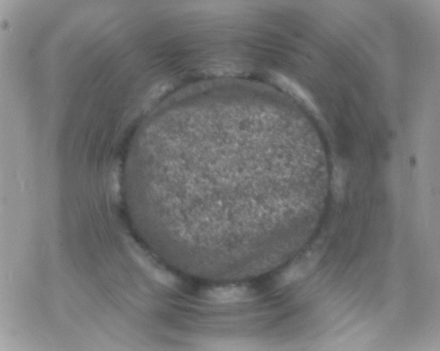 X0000070410065200606302046