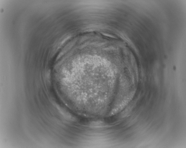 X0000070410066200606302046