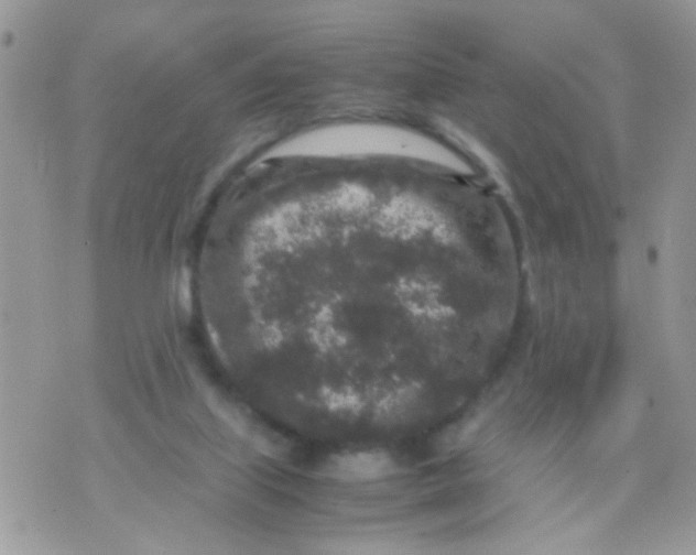 X0000070410067200606302046