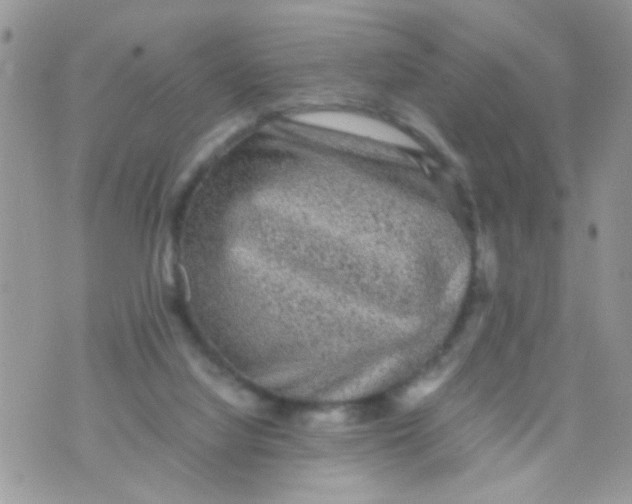 X0000070410068200606302046