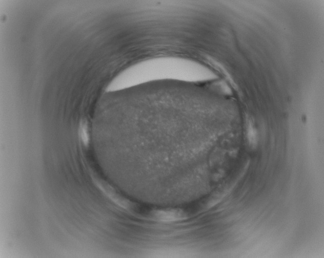 X0000070410069200606302047