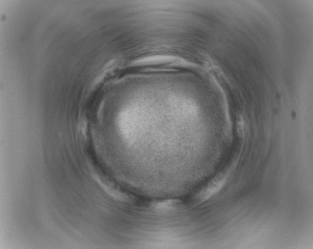 X0000070410072200606302047