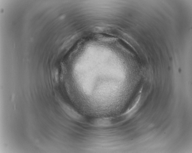 X0000070410094200606302047