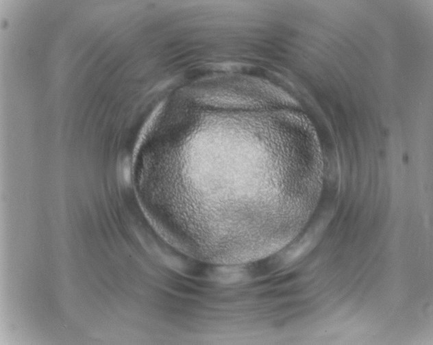 X0000070410095200606302047