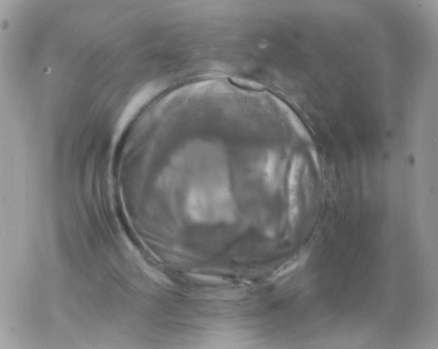 X0000070410102200606302046