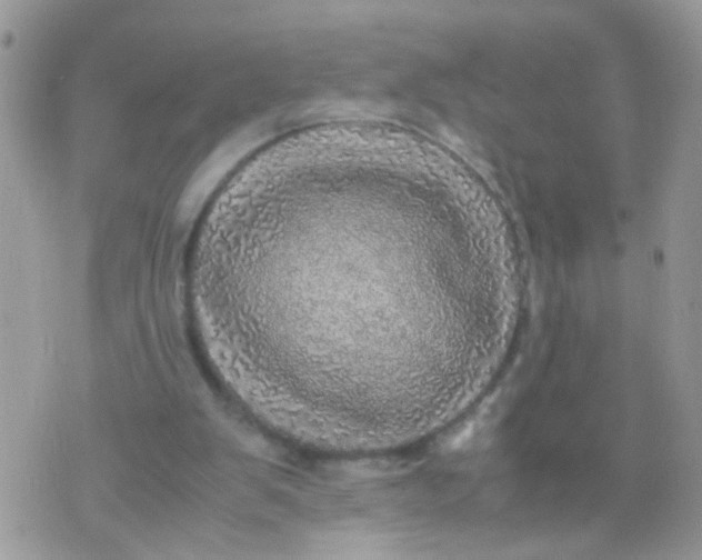 X0000070410103200606302046