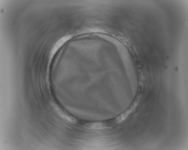 X0000070410104200606302046