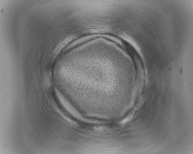 X0000070410105200606302046