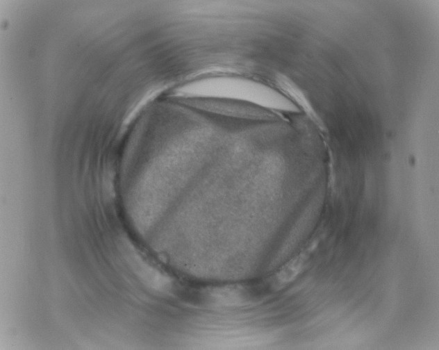 X0000070410106200606302046