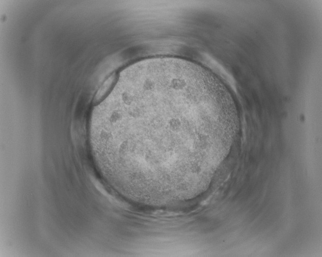 X0000070410107200606302046