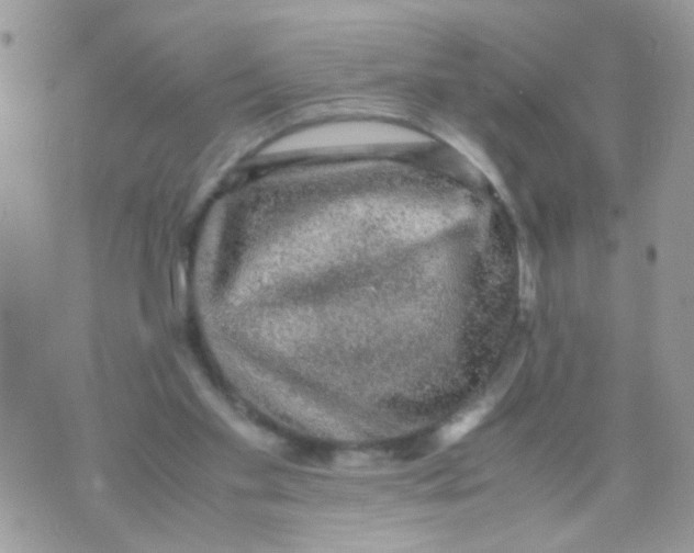 X0000070410109200606302046