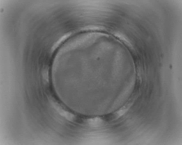 X0000070410112200606302046