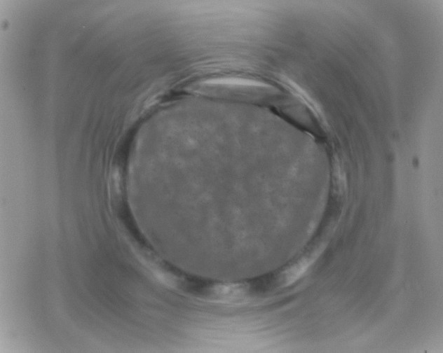 X0000070410117200606302046