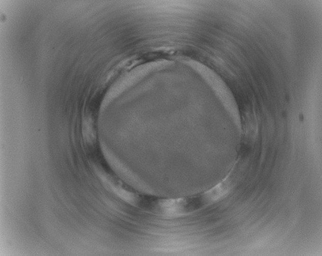 X0000070410136200606302046