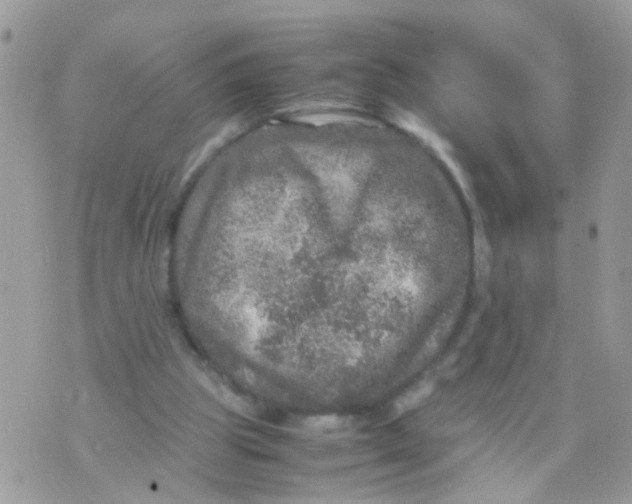 X0000070410153200606302045