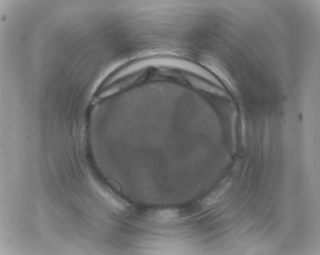 X0000070410156200606302045