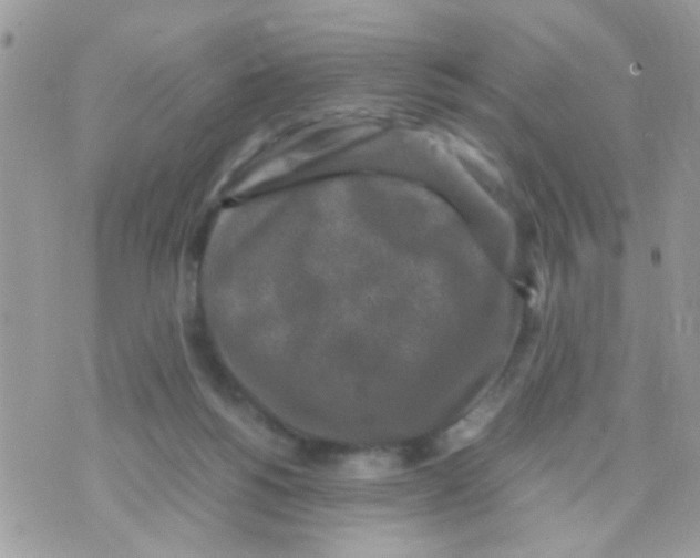 X0000070410168200606302045