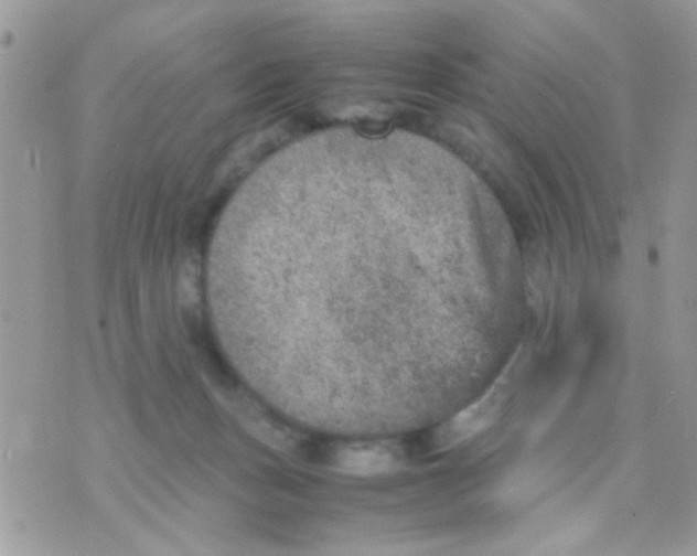 X0000070410175200606302045