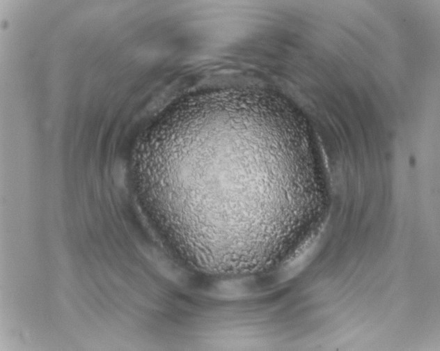 X0000070410178200606302045