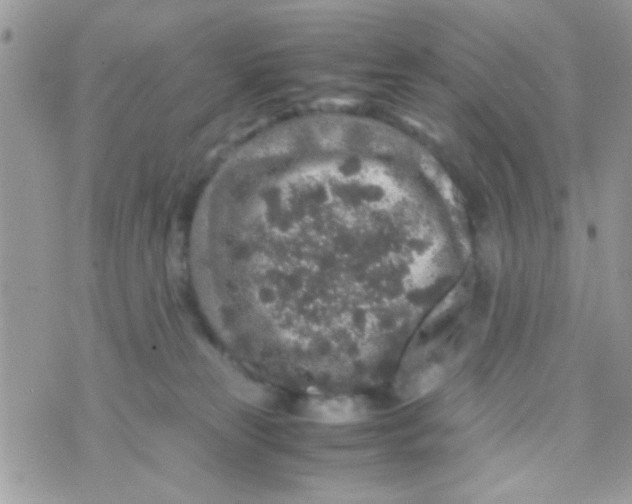 X0000070410181200606302045