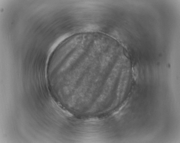 X0000070410196200606302045