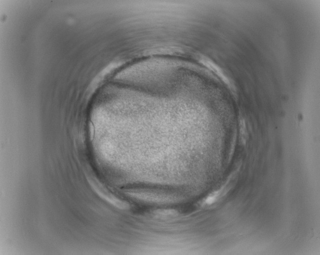 X0000070410203200606302044