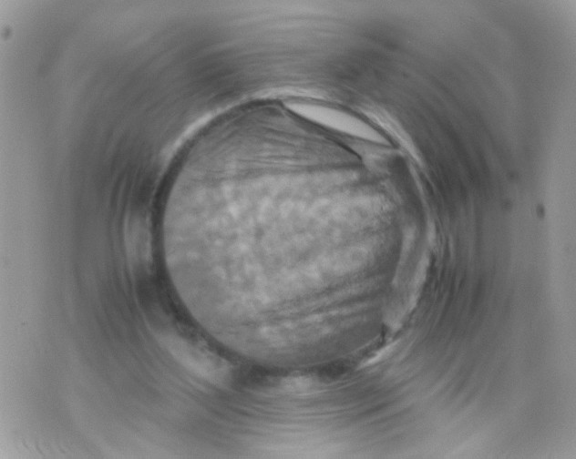 X0000070410204200606302044