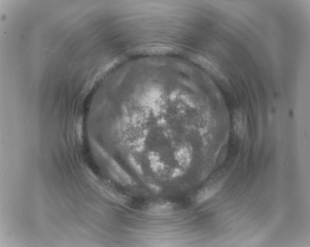 X0000070410206200606302044