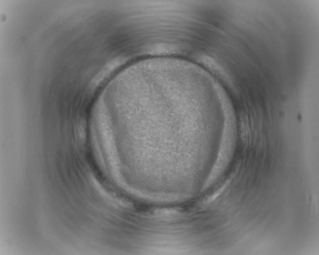 X0000070410208200606302044