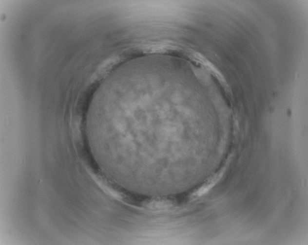 X0000070410209200606302044