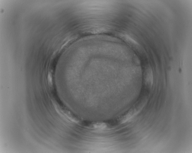 X0000070410214200606302044