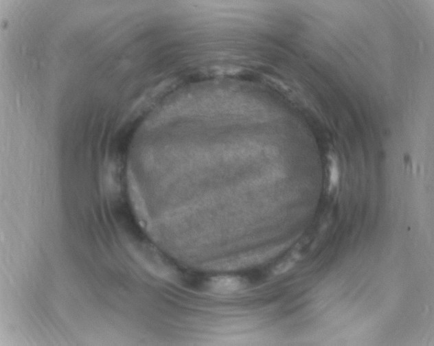 X0000070410218200606302044