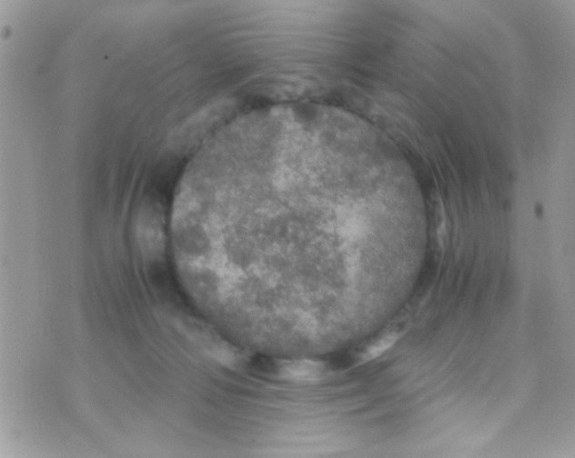 X0000070410226200606302044