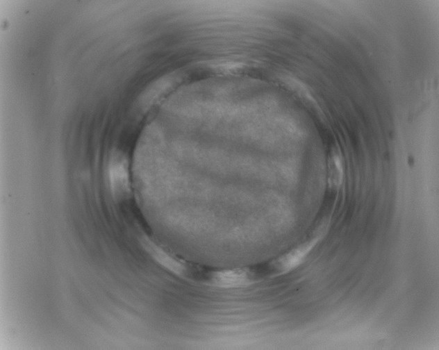 X0000070410238200606302044