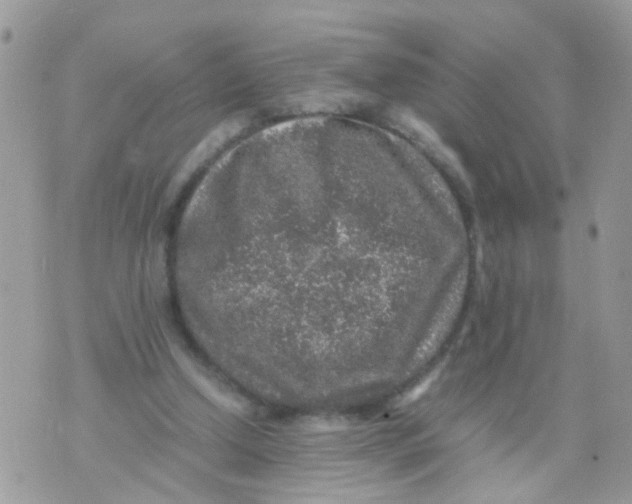 X0000070410250200606302043