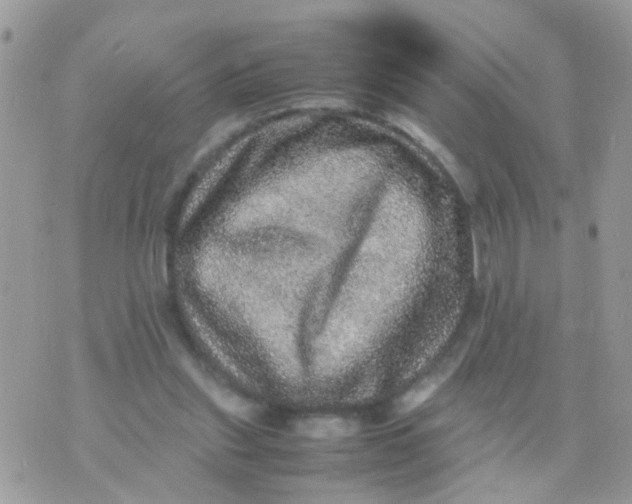 X0000070410253200606302043