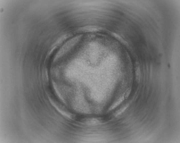 X0000070410254200606302043