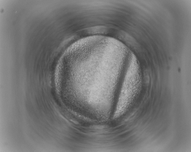 X0000070410255200606302043