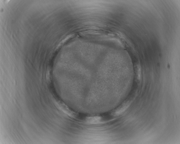 X0000070410266200606302043