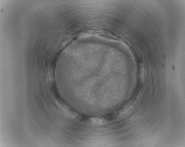 X0000070410272200606302044